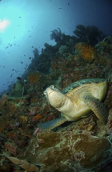 Green sea turtle resting on a rocky ledge, North Sulawesi