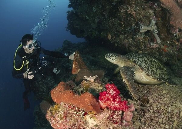 Green sea turtle and underwater photographer, North Sulawesi