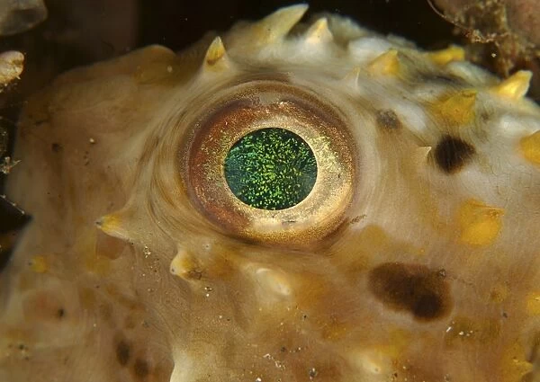 Detail of the green speckled eye of a juvenile porcupinefish