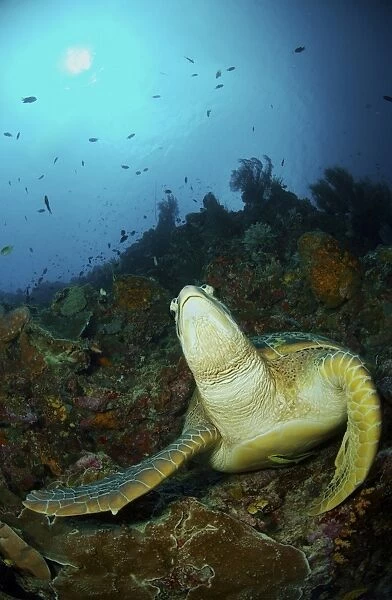 Green turtle on reef, Manado, North Sulawesi, Indonesia