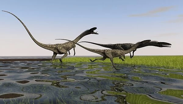 Group of Coelophysis dinosaurs running through swampy water