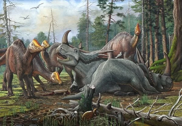 A group of young Hypacrosaurus approach a couple Rubeosaurus relaxing in the woods