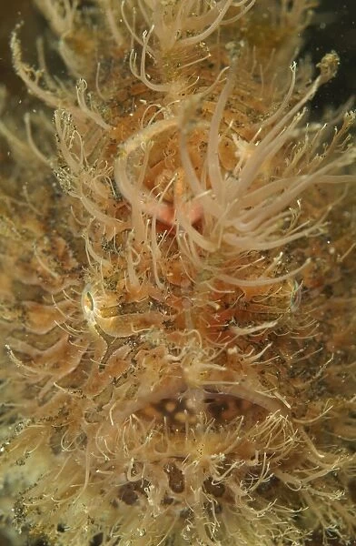 Hairy frogfish, North Sulawesi, Indonesia