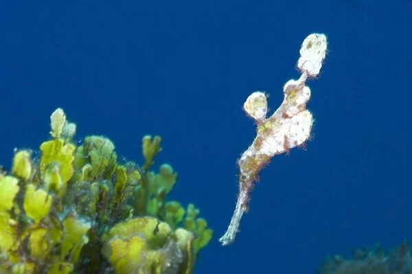 A Halimeda ghost pipefish near coralline algae beds