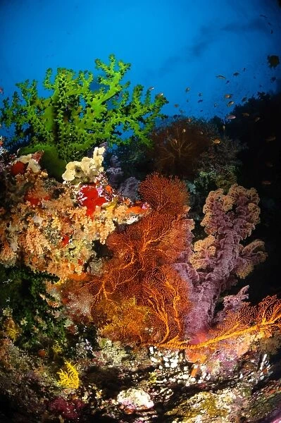 Hard coral and soft coral seascape, Fiji