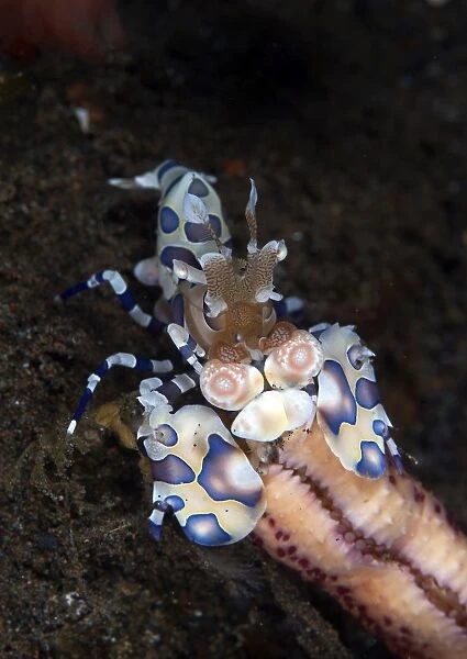 Harlequin shrimp eating the arm of a starfish, Bali, Indonesia