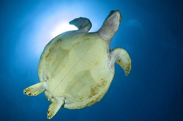 Hawksbill Sea Turtle belly, Australia