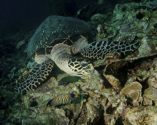 Hawksbill sea turtle feeding, Bunaken Marine Park, Indonesia