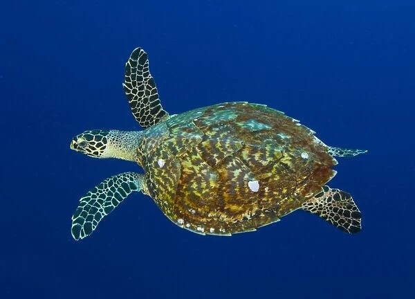 Hawksbill sea turtle, Kimbe Bay, Papua New Guinea