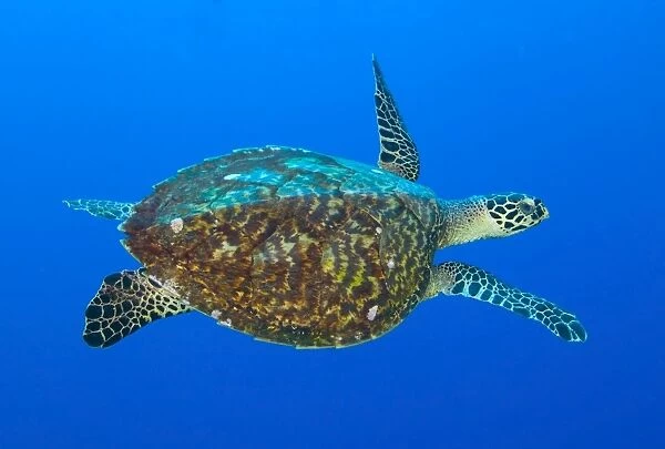 Hawksbill sea turtle, Kimbe Bay, Papua New Guinea