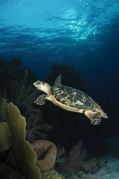 Hawksbill sea turtle swimming over reef, Belize
