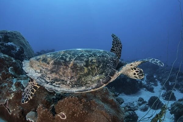 A hawksbill sea turtle swims over a coral reef in Palau