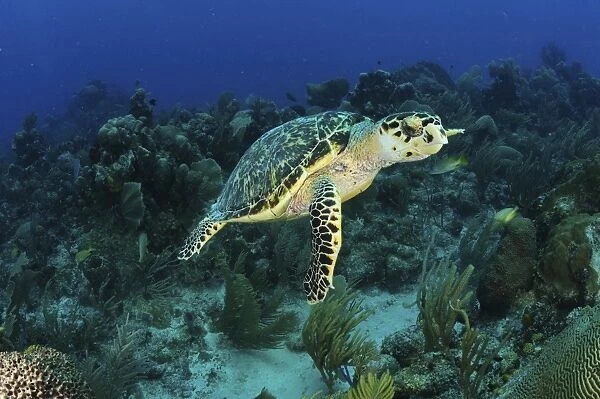 Hawksbill turtle on caribbean reef