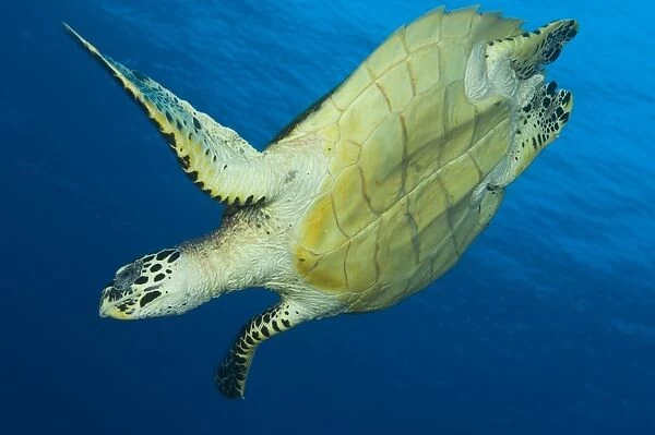 Hawksbill turtle in the diving position, Papua New Guinea