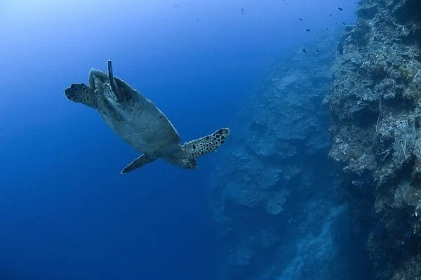Hawksbill turtle in the diving position, Papua New Guinea