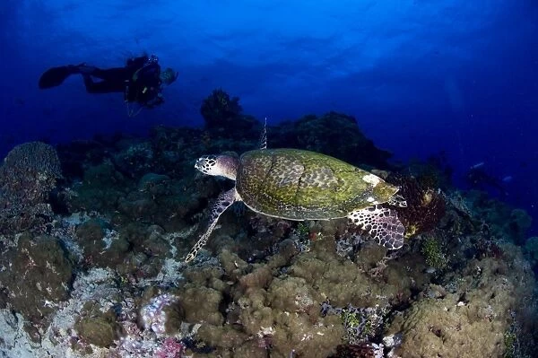 Hawksbill turtle swimming with diver, Papua New Guinea