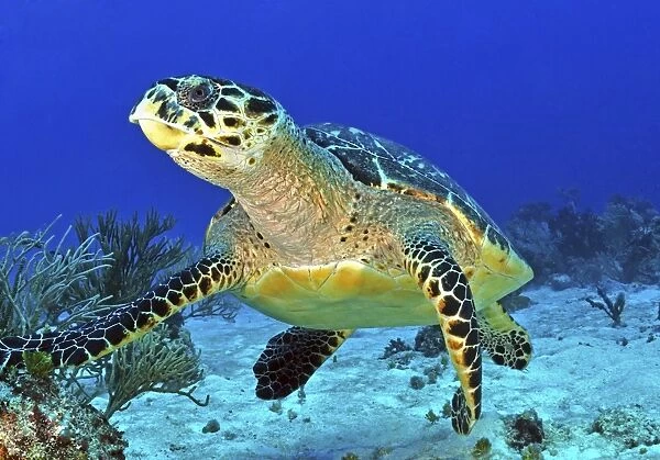 Hawskbill turtle on caribbean reef