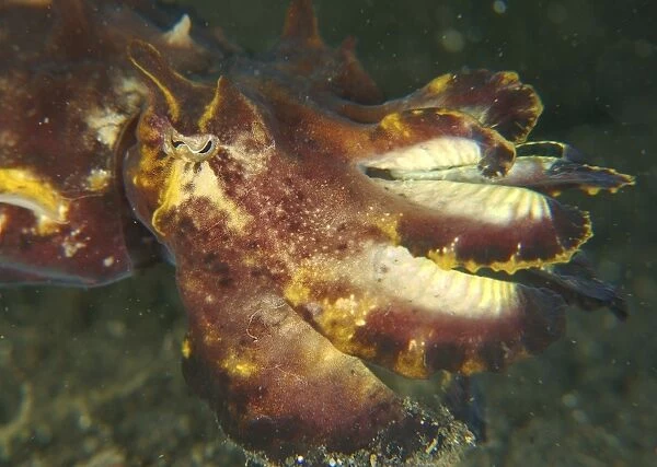 Head shot of a brightly colored flamboyant cuttlefish