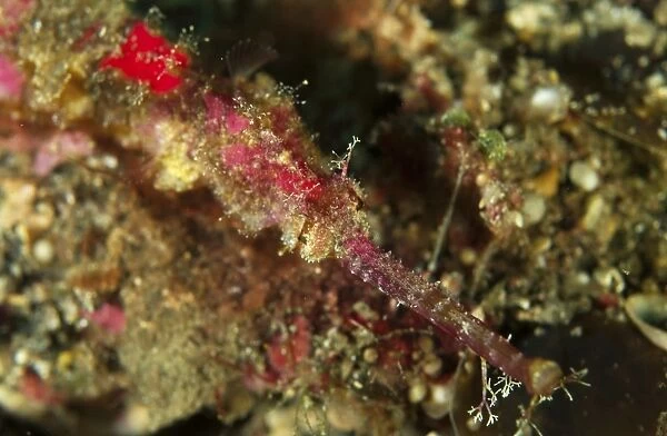 Head shot of a pink pipefish, North Sulawesi, Indonesia