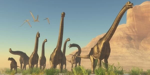 A herd of Brachiosaurus travel near a canyon mountain