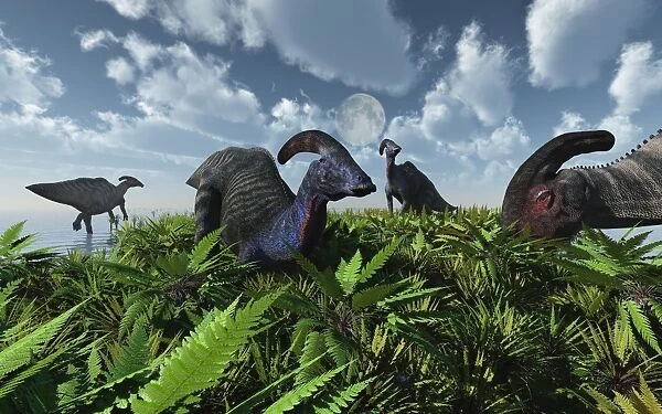 A herd of herbivorous Parasaurolophus dinosaurs grazing