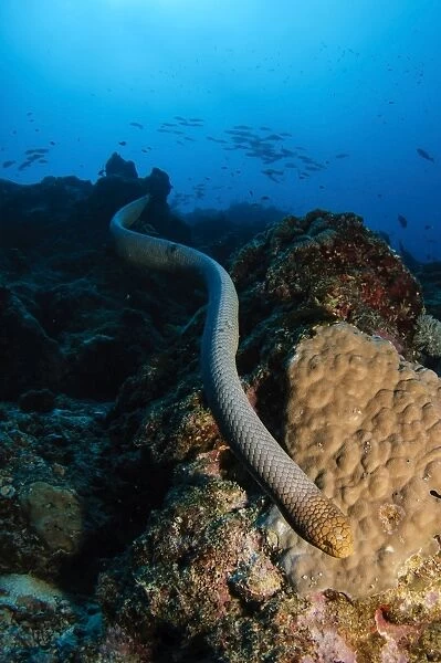 Highly venomous Olive Sea Snake, Australia