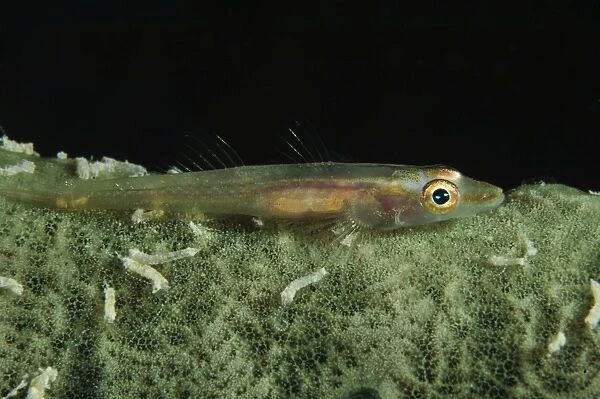 Hovering goby on a green sponge, Fiji