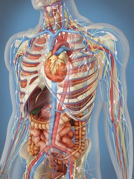 Human body showing heart and main circulatory system position