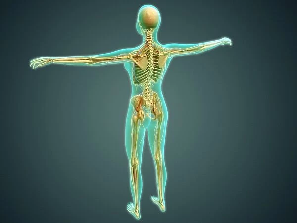 Human body showing skeletal system, arteries, veins, and nervous system