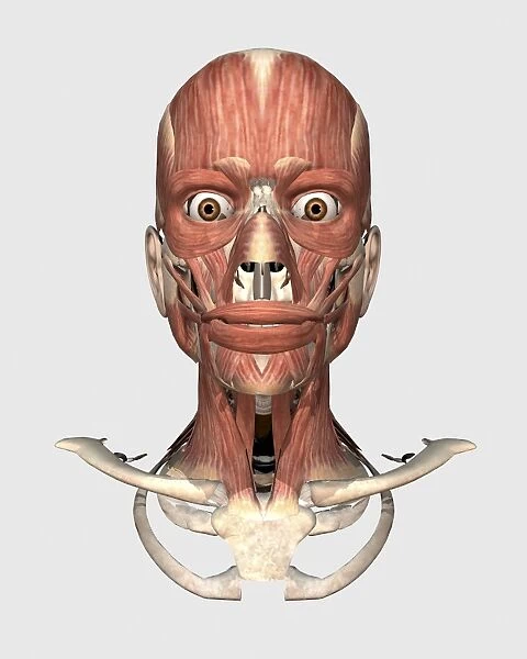 Human head showing bone and muscles