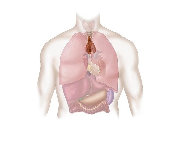 Human respiratory and digestive system