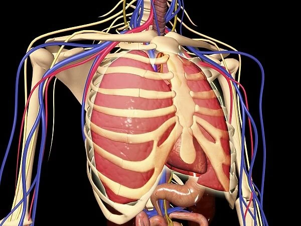 Human rib cage with lungs and nervous system