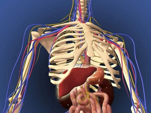 Human skeleton showing digestive system and nervous system