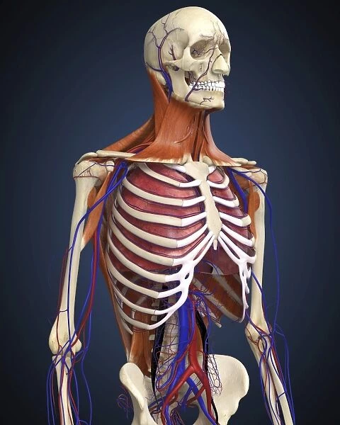 Human upper body showing bones, lungs and circulatory system