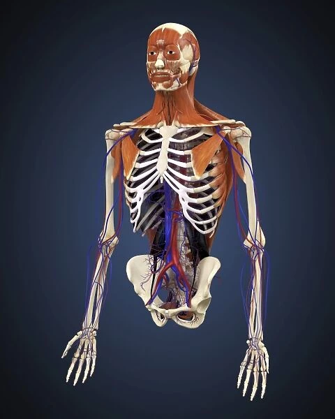 Human upper body showing bones, muscles and circulatory system