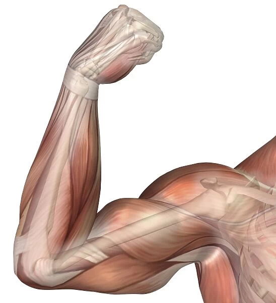 Illustration of a flexed arm showing human bicep muscle
