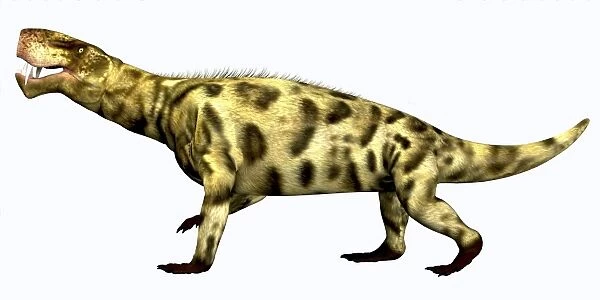 Inostrancevia carnivorous reptile from the Permian Period