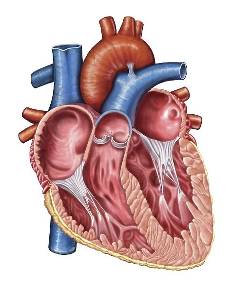 Interior of human heart