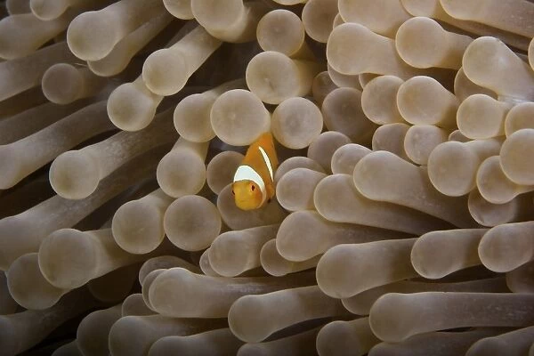 Juvenile Ocellaris clownfish in its host anemone, Papua New Guinea