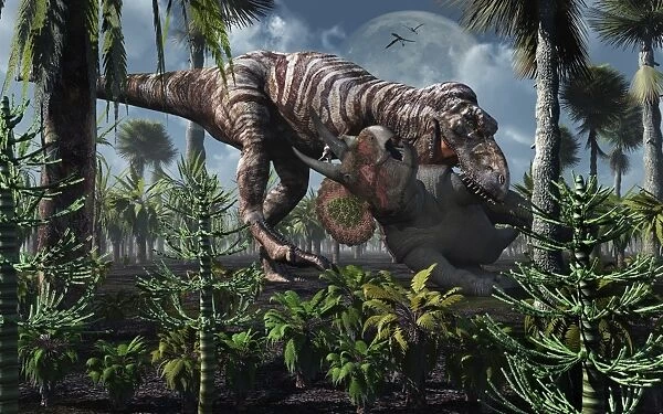The king of killers, Tyrannosaurus Rex, kills a Triceratops as its next meal