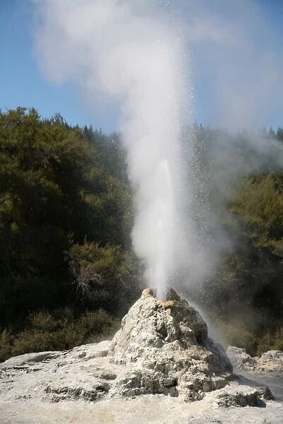 Lady Knox Geyser erupting, Wai-O-Tapu Geothermal area, Taupo Volcanic Zone, New Zealand