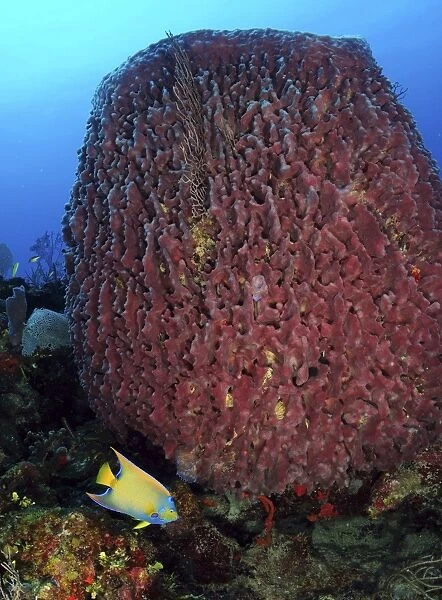 A large barrel sponge with Queen Angelfish on Caribbean reef