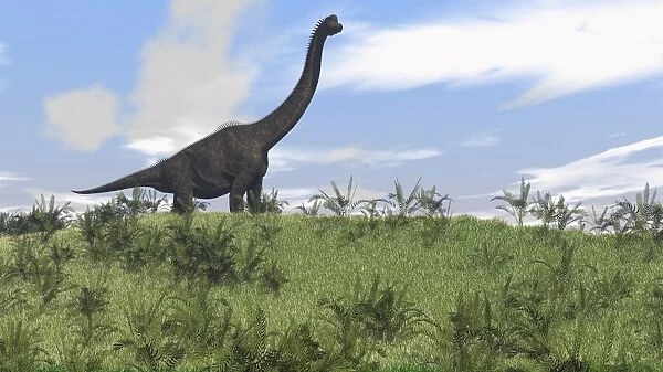 Large Brachiosaurus grazing in an open field