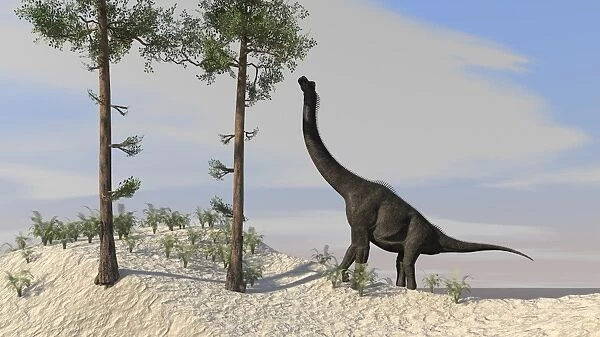 Large Brachiosaurus grazing on tall trees