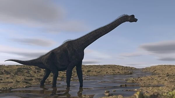 Large Brachiosaurus walking along a dry riverbed