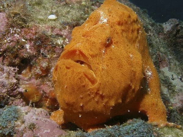 A large orange frogfish at Cocos Island in Costa Rica