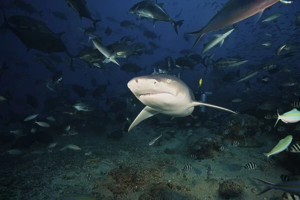 A Lemon Shark swims through a large school of reef fish, Fiji