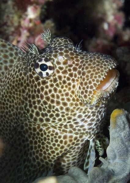 Leopard blenny perched on coral, Papua New Guinea