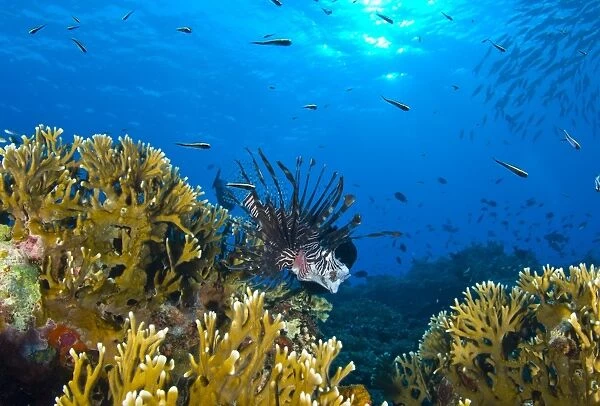 Lionfish foraging amongst corals and reef fish, Papua New Guinea
