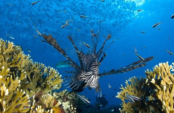 Lionfish foraging amongst corals and reef fish, Papua New Guinea